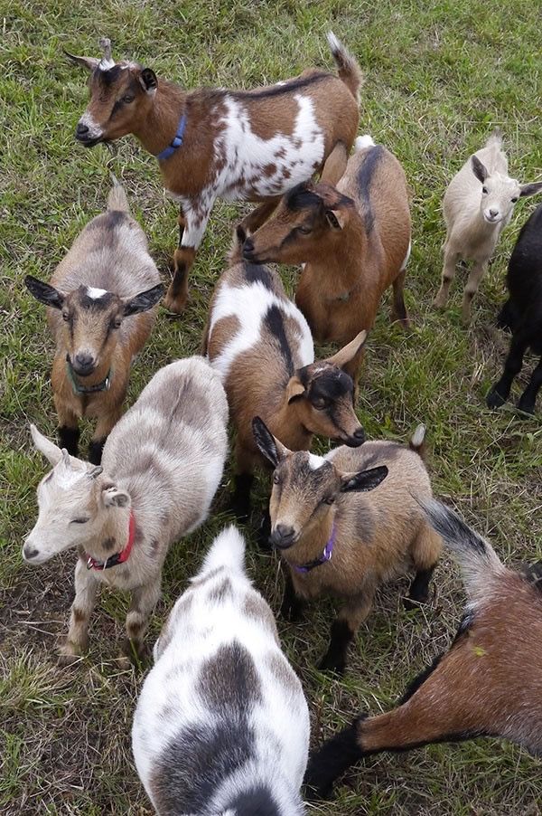 Goats grazing — small ruminant training at Agrikima Academy